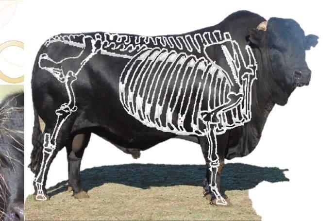 Kruis lengte / Length of rump Effense val in kruis Draaibeen / Thrul - Hip joint Sitbeen / Pin Bone Breed / Wide Smal / Narrow THIGHS, BREECH AND BUTTOCKS BULL 12 POINTS COW 10 POINTS THIGHS Broad,