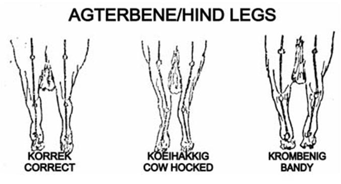 Legs and hooves: