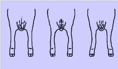 Legs and hooves: Front legs K2 Pigeon toed Legs and