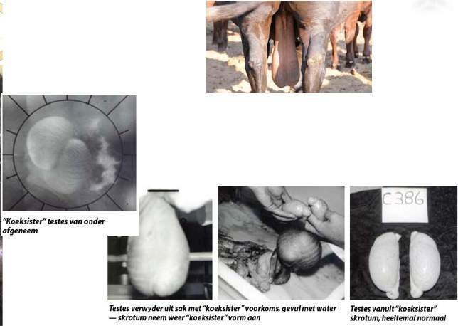 Male reproductive organs: Scrotum and Testes P2 Long, pendulous