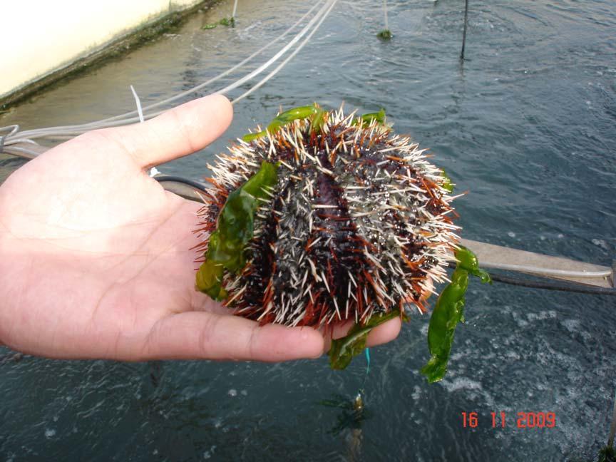 Fig. 13. Sea urchin Hemicentrotus pulcherrimus, in Taiwan. 4.5.