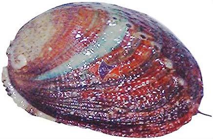 Fig. 14. Small abalone Haliotis diversicolor which is farmed in Taiwan.