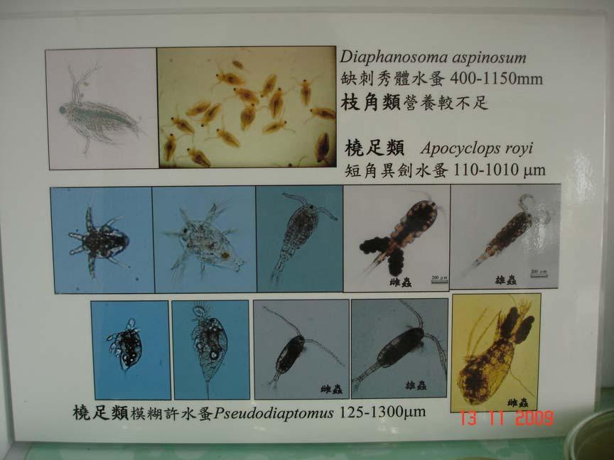Fig. 1. Some local zooplankton species in Taiwan. Photo was taken in Tungkang Biotechnology Research Centre, Fisheries Research Institute.