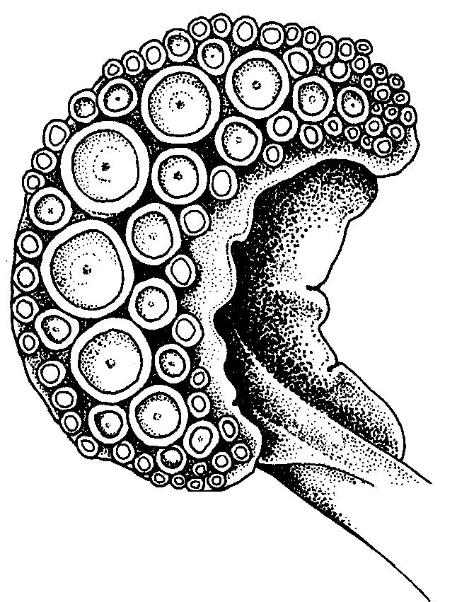 - 42 - Sepia latimanus Quoy & Gaimard, 1832 SEP Sep 16 Sepia latimanus Quoy & Gaimard, 1832, Zool.Astrolabe, 2(1):68.