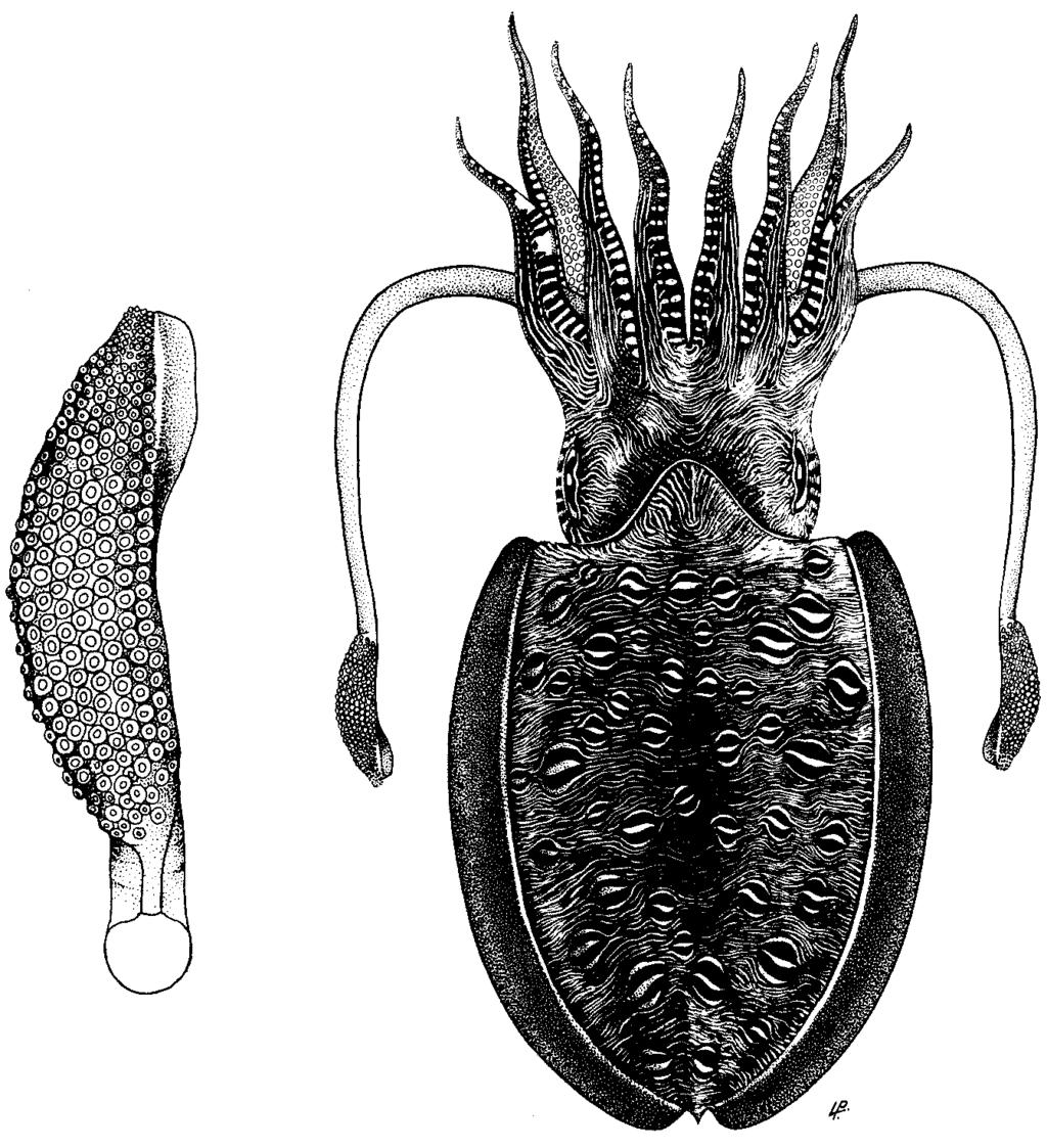 - 44 - FAO Names : En - Spider cuttlefish Fr - Seiche araignée SP - Sepia loriga Diagnostic Features : Dorsal part of mantle extending into a prominent anterior lobe.