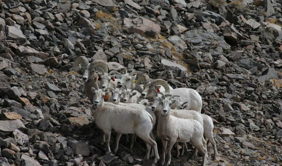 BIGHORN DEMOGRAPHY AND OVERWINTER SURVIVAL The survival rate for radio-collared bighorn ewes during the 1 st quarter of 2008 was 90%; 1 ewe died following a fall and 4 mortalities were of