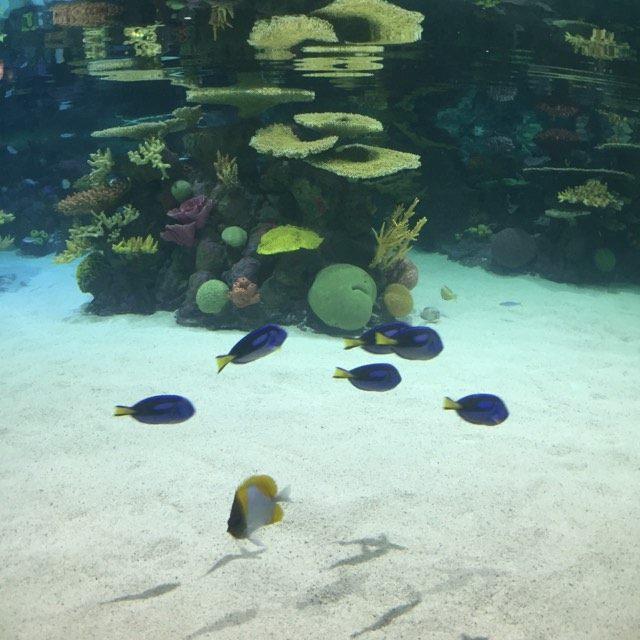 It is home to lots of tropical fish, including the ones you can see in