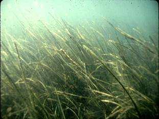 One of the most common is cordgrass.