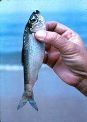 Alewives live in salt water but move through