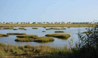 Salt marshes form in estuaries in areas