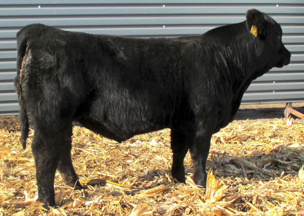 0 34.1-0.08 0.57 0.016 0.68 142.2 80.9 Dam: 5 calves/111 WWR This Carver Son is an E.T. calf from our donor cow Miss Indy 819X. Stylish clean made with a touch of class.