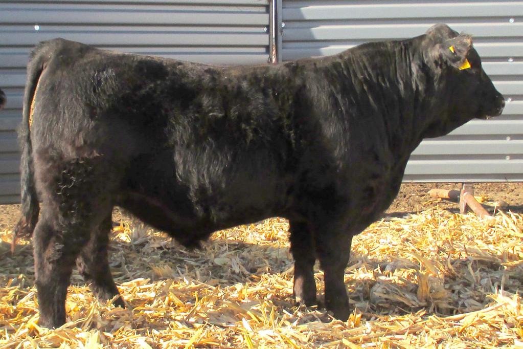 88 156.8 83.4 Dam: 1 calf/106 WWR This bull ranked 109 for and 106 for WW., all from promising 1st calf heifer. Added plus is eye catching phenotype.