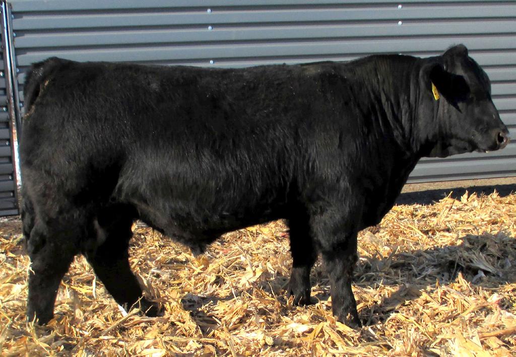 58 0.000 0.69 150.5 81.4 Dam: 1 calf/106 WWR This is the only son of the calving ease specialist Nightride. Ratioed 117 for and 106 for weaning. He has really surpassed all our expectations.