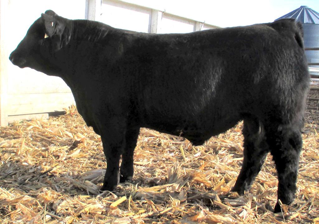 5 77.6 Dam: 3 calves/113 WWR Style and performance best describe this blaze face purebred. We knew we liked this bull a lot, then we took our weights and wow 1205 lbs. at 10 months.