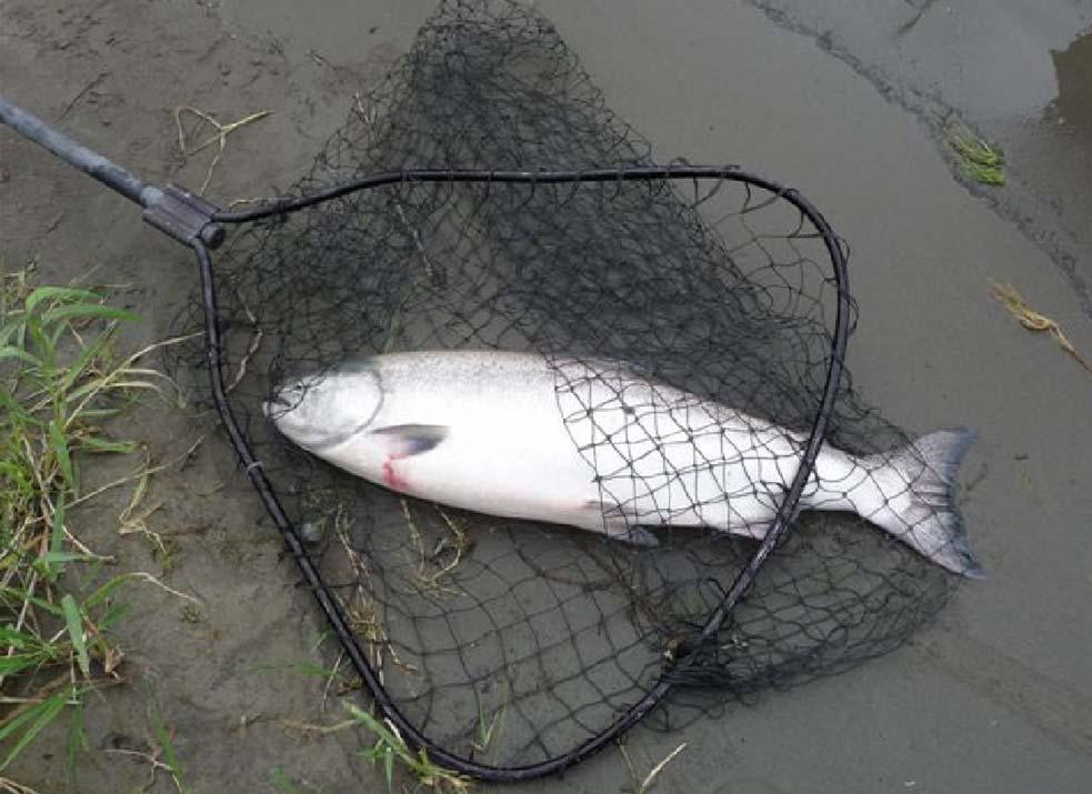 Other species are also caught by bottom-bouncing In addition to sockeye,