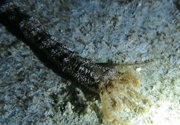 What to look for by the shore Synaptid Sea Cucumbers These uniquely long, striped, and mobile sea