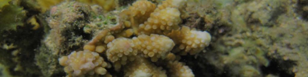 CORALS Corals are ecosystem engineers Individual Polyps with