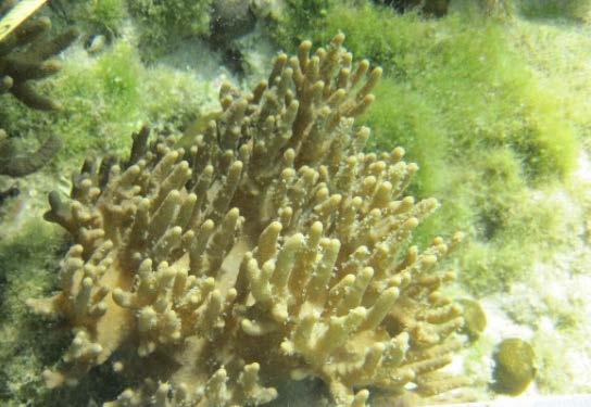 The branches and structures that corals create help provide homes