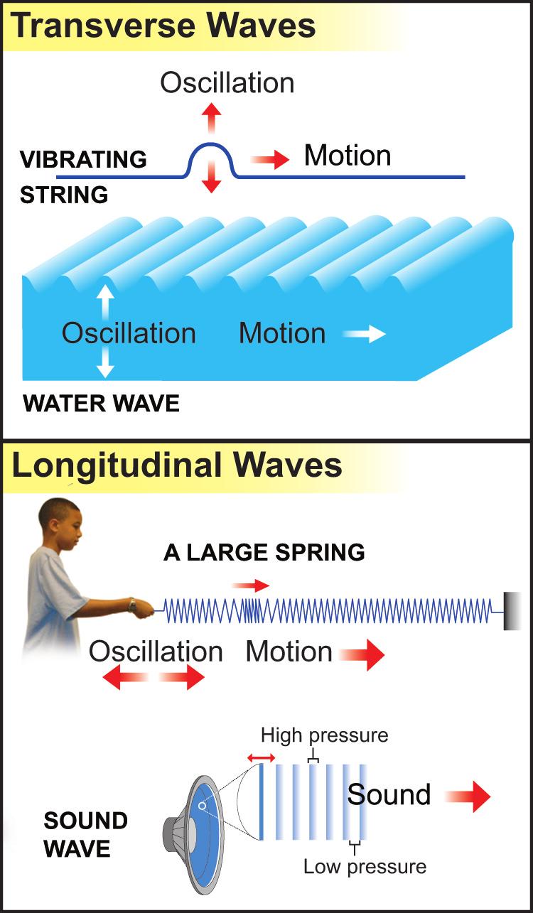 Transverse and longitudinal waves Wave pulses Transverse waves A wave pulse is a short burst of a traveling wave. A pulse can just be a single up-down movement.