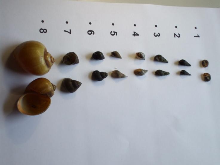 Results 15 species of snail were found in 13 water reservoirs were Filopaludina martensi, F. munensis, F. polygramma, F.