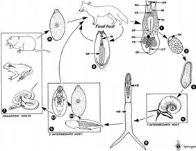 Schistosome Life Cycles Each have slightly different pathology due to different locations in definitive hosts. Alaria canis Fig. 1. Life cycle of Alaria canis (A. americana). 1 The adults (2.5-4.