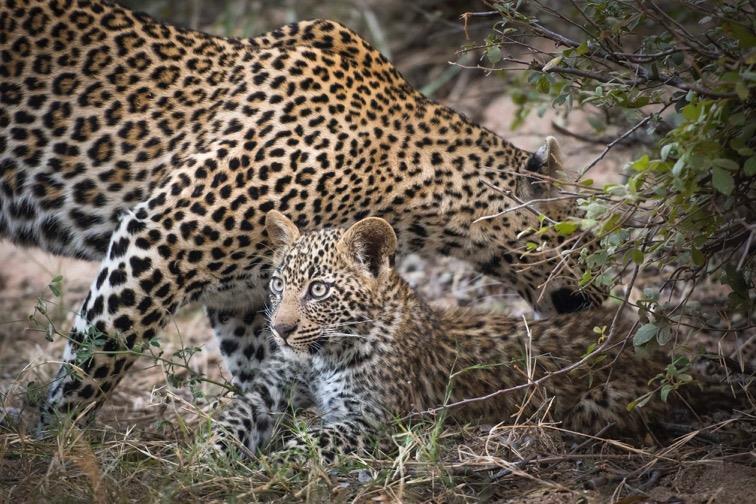 Here's a highlights package of the month's sightings Leopards: The Schotia female and her two cubs have still been spending lots of time around the river and the lodges.