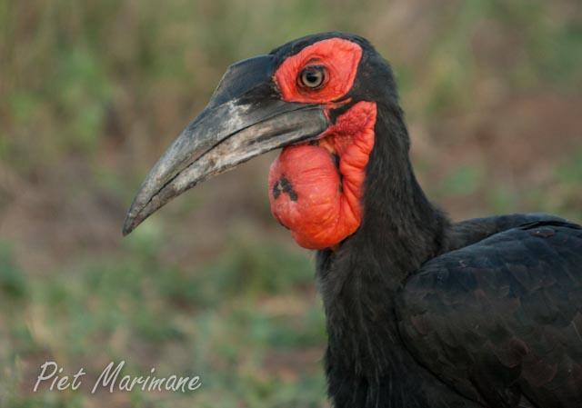 Ground hornbills Article by Piet Marimane This is a very endangered species of birds that we have in our country, which looks similar to a turkey.