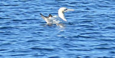 Hard to get close to The Northern Gannet.
