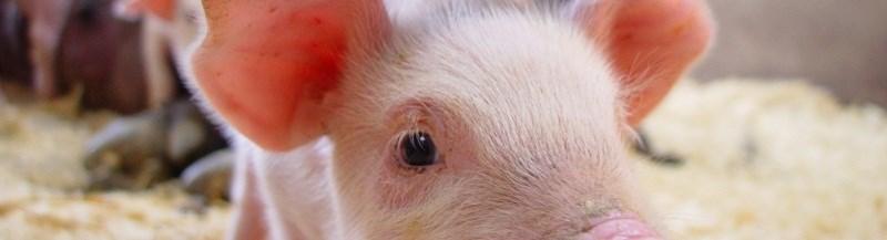 Swine Registrations in Canada Breed Berkshire 526 303 285 2,289 1,420 Duroc 12,901 14,403 14,850 15,922 21,447 Hampshire 9 94 8 122 0