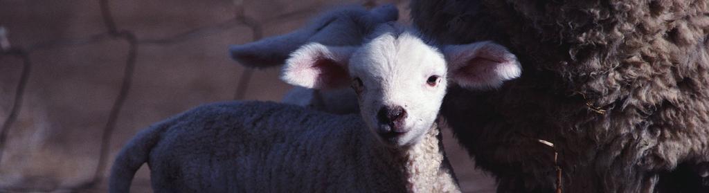7 Sheep Registrations in Canada Breed 2008 2009 Arcott (Canadien) 545 356 Arcott (Outaouais) 179 109 Arcott (Rideau) 1,043 1,037 Border Cheviot 98 95 Border Leicester 131 106 Charollais 169 170 Clun