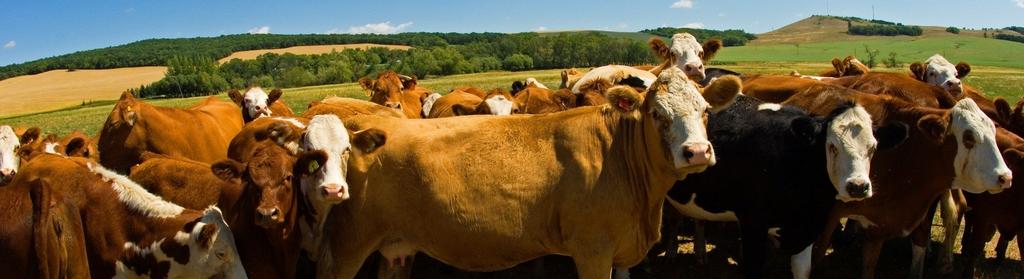 Exports - Beef Cattle 1 Kazakhstan 0 0 0 0 6,860,493 2 United States 8,770,182 6,130,458 4,897,671 5,948,862 6,444,611 3 Russia 12,463,699 2,423,505 66,076 2,485,526 750,560 4 United Kingdom 0 0 0 0