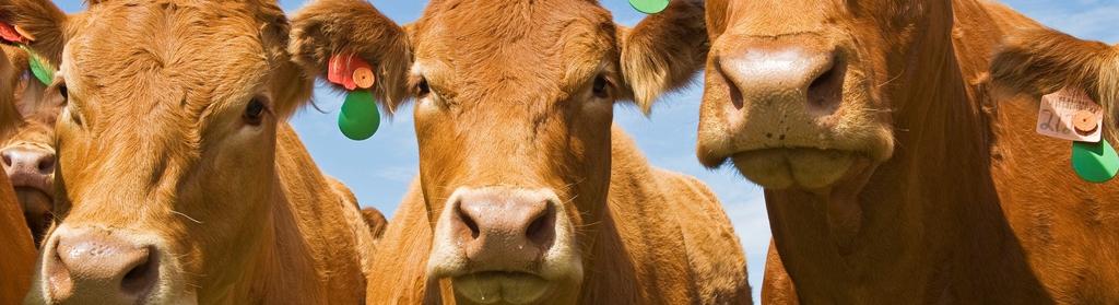 Exports - Beef Cattle Semen 1 South Korea 54,858 248,367 450,075 1,065,497 1,249,347 2 United Kingdom 0 1,316,593 2,461,970 2,165,967 1,165,692 3 Japan 27,140 964,167 1,767,049 1,660,926 763,384 4