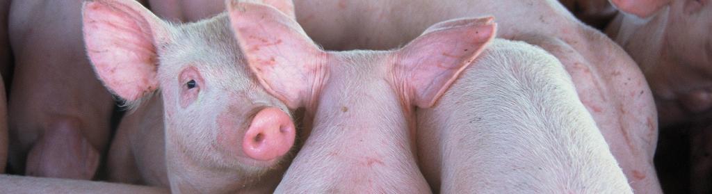 Exports - Breeding Swine 1 United States 18,538,492 14,316,315 17,161,169 19,920,704 16,463,318 2 Russia 2,462,583 4,020,318 5,512,381 4,740,130 3,317,062 3 South Korea 860,549 458,773 779,215