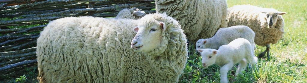 Exports - Sheep 1 United States 9,868 0 77,553 1,156,760 269,208 2 Viet Nam 0 0 0 0 33,460 3 Qatar 0 0 0 0 27,540 4 Germany 0 0 0 0 4,500 5 Saint Pierre and Miquelon 0 0 0 6,800 0 6 Russia 0 0