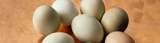 Exports - Hatching Eggs 1 United States 14,467,220 13,339,765 18,618,205 15,727,541 13,798,733 2 Russia 2,027,434 2,770,621 3,728,153 3,274,138 6,814,358 3 France 63,155 33,599 68,364 2,930,369