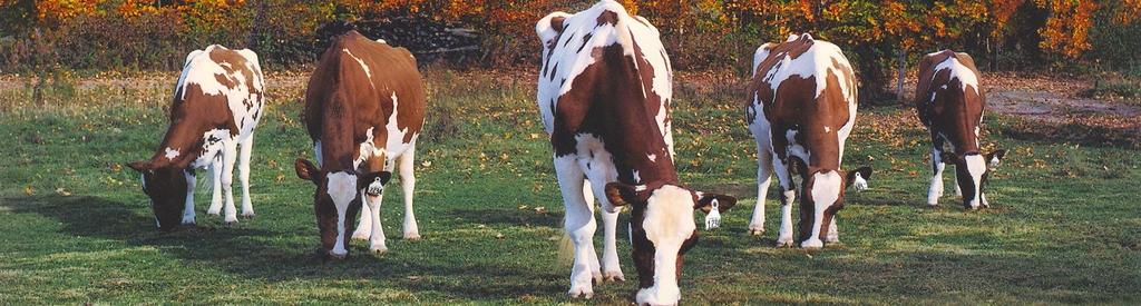 Dairy Cow Registrations in Canada Breed Ayrshire 6,489 6,791 6,382 6,499 5,781 Brown Swiss 1,523 1,515 1,720 1,454 1,474 Canadienne