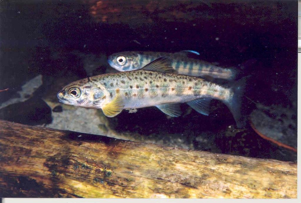Salmonid species also segregate to some extent in