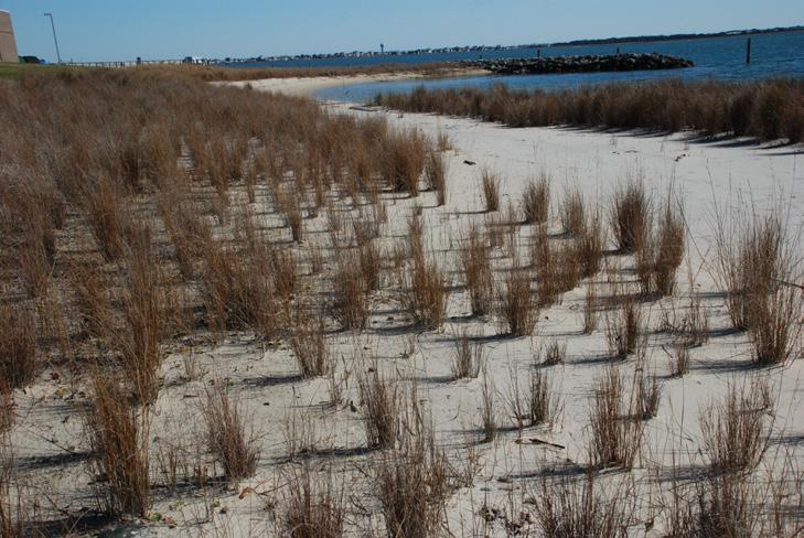 The most common practices associated with land planning include setbacks and buffers. Land planning allows wetland vegetation to migrate with sea level rise.