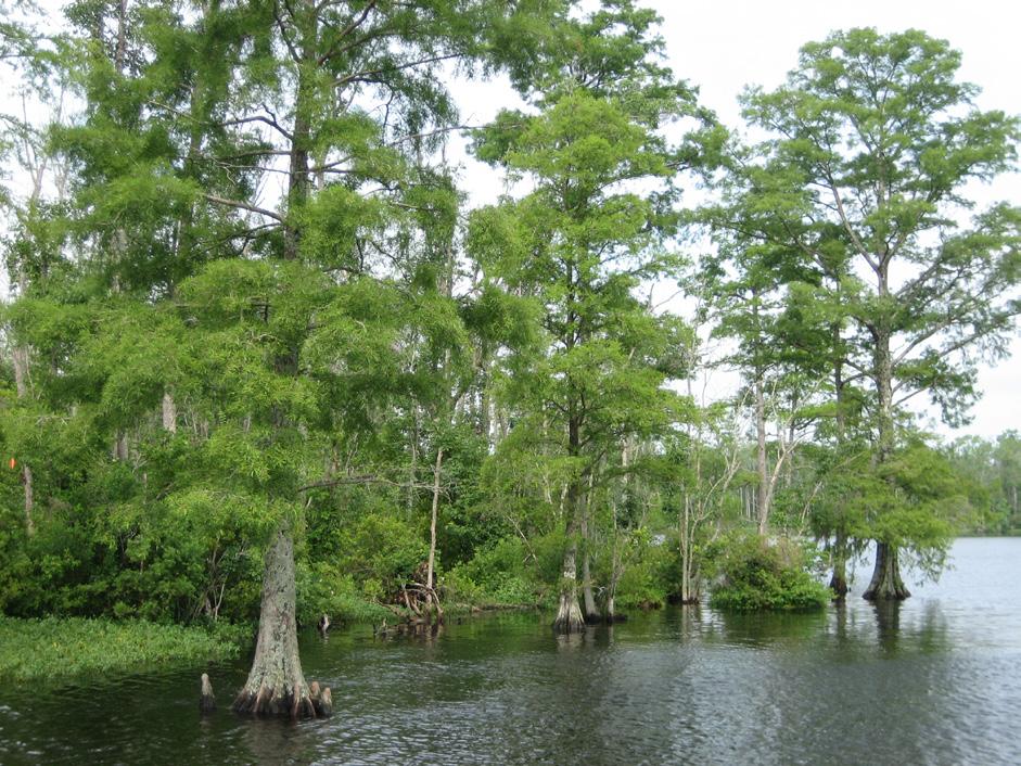 Swamp Forests Swamp forests are poorly drained forested wetlands or shrub/scrub areas that are regularly, occasionally, seasonally, or semi-permanently flooded by lunar tides and/or wind tides.