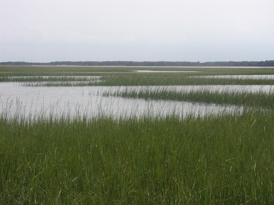 Most marshes along the estuarine shoreline are subject to regular or irregular flooding by lunar tides and/or wind generated water level fluctuations.