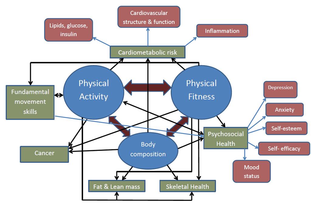 Cardiorespiratory fitness the ability of the circulatory and respiratory