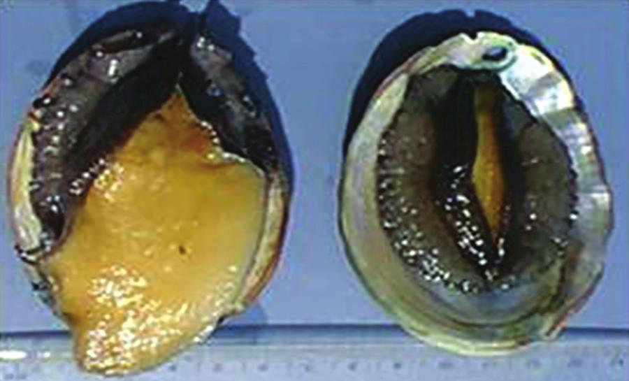 Rapid assessments will focus on counts of abalone within transect survey areas, including numbers of dead (freshly empty shells and decomposing abalone), dying (too weak to adhere to the reef), and