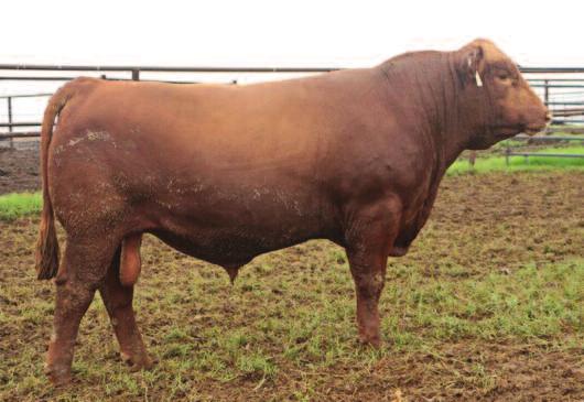 /wr 99 YW 1138 lbs./yr 103 187 48 13-2.8 53 89 25 1 14 8 17 0.26 0.12 21-0.03 0.02 Note the weaning weight of 714 lbs do you sell your calves by the pound?