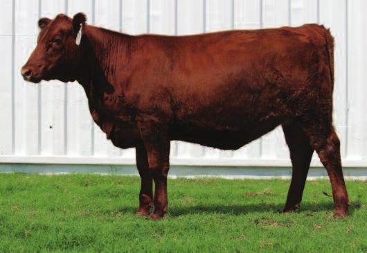 The sire of this heifer, WW Epic Results, is physically impressive and has proven to produce excellent quality progeny. Take a look at his sons that sell in this sale as a reference point.
