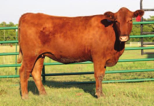 The lucky buyers will not only be buying some good females but their calves will be sired by an outstanding herd sire - Beckton Warrior D832 J6 # 3550965 who is an absolute physical specimen.