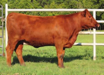 Douds, IA 52551 redcowseller@yahoo.