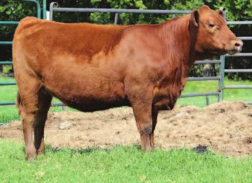 ! Texas Hereford & Red Alliance Fall Classic