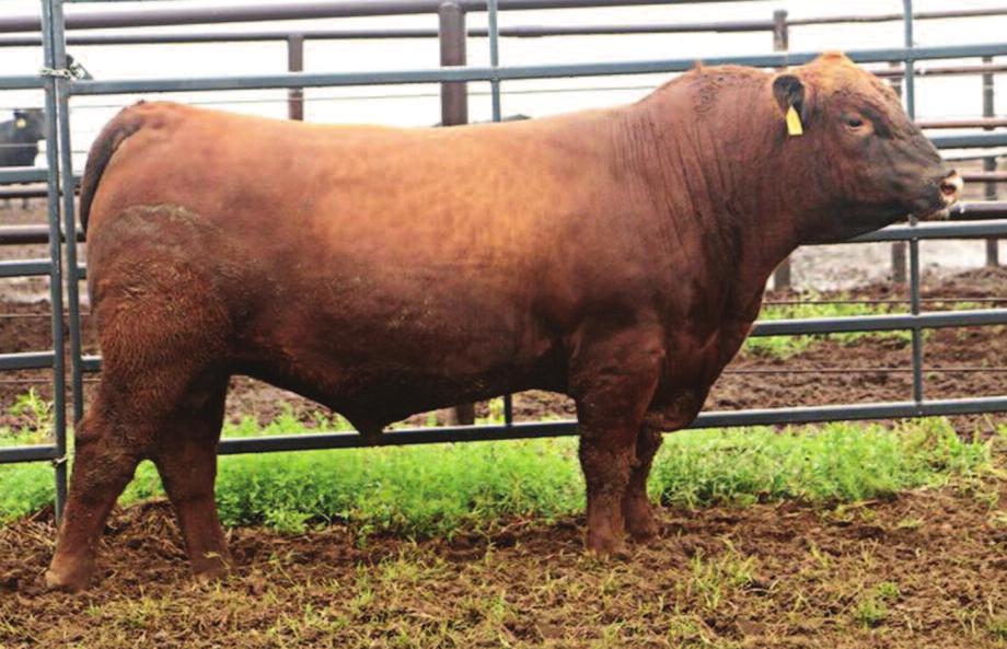 50 12-0.2 61 102 26 5 10 7 16 0.38 0.06 22-0.05 0 Phenotypically outstanding 2 year old. If you want to cover a large number of females this herd sire prospect is geared up and ready to go.