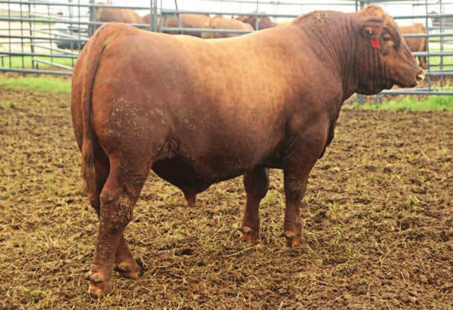 REVA 128D 74L 153 48 10 1.1 49 77 27-1 14 7 14 0.32 0.1 11-0.18 0.01 A really stylish bull with a great hip and free moving stride Ultra-long body with exceptional depth of rib HERD BULL ALERT!