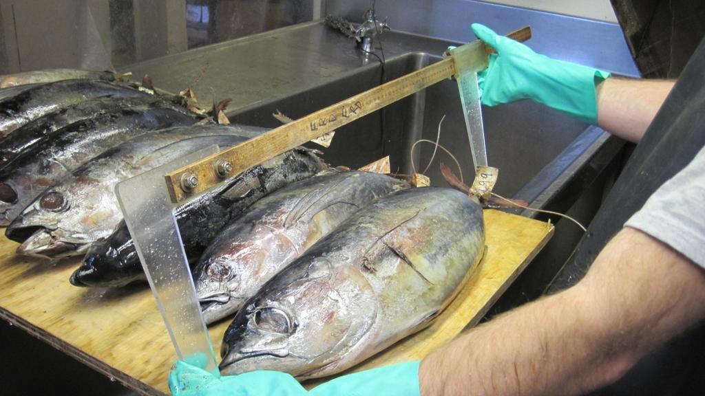 Biological Sampling and Foraging Ecology of North Pacific Albacore Owyn Snodgrass, Heidi